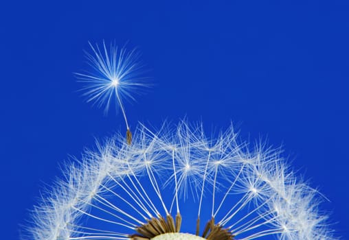 mature dandelion on blue background