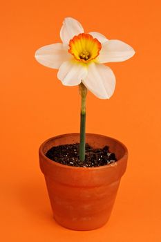 Jonquil on flowerpot, orange background