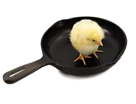 little yellow chick on a cast iron pan isolated on white