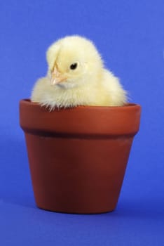 little yellow chick in a flowerpot, blue background