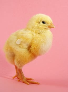 little yellow chick, pink background