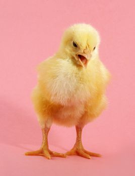 little yellow chick, pink background