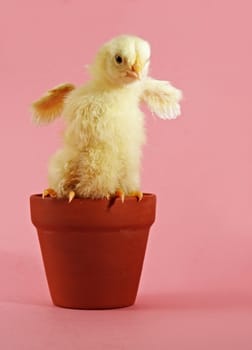 little yellow chick and flowerpot with pink background
