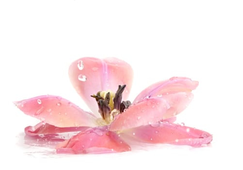 pink tulip flower with wide open petals covered of waterdrops