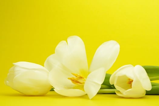 white spring tulip on yellow background
