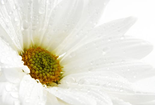 closeup on white daisy with waterdrops