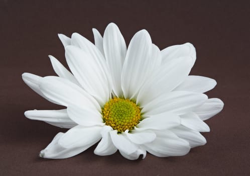 closeup on white daisy with waterdropson brown background