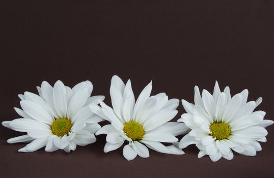 three daisies on brown background