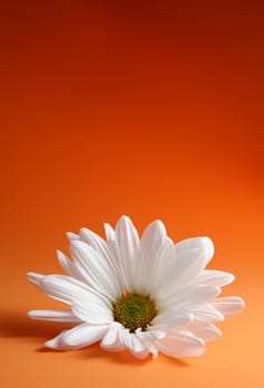 closeup on white daisy, orange background