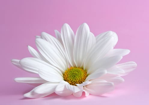 daisy with waterdrops, on pink background