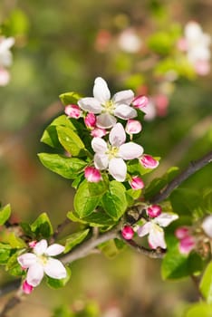 Blossoming branch of an apple-tree. A close up.