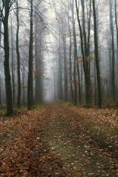 Mystical condition of a forest in the early morning