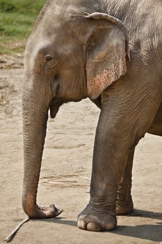 Profile shot of an adult elephant. Horizontal.