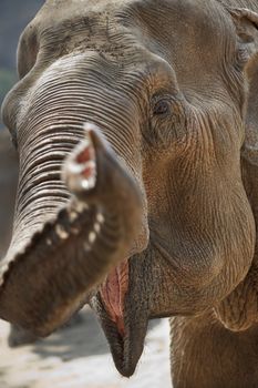 Funny close-up shot of an adult elephant head. It looks like saying something ! 
Vertical.