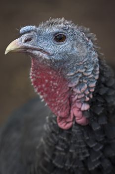 Close up shot of a Guinea Fowl. 