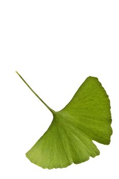 Ginkgo biloba leaf isolated ona white background. Vertical shot.