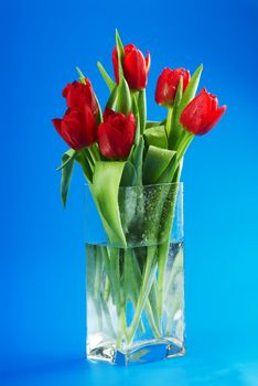 Bright red tulips in a glass vase on the blue background