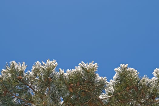 Pine-tree covered with snow, view from below