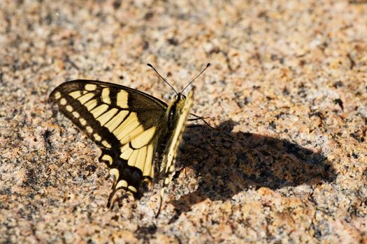 A swallowtail butterfly, Papilio zelicaon,  sun tanning on a warm rock