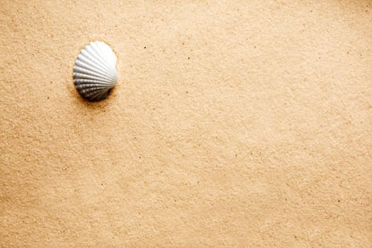 A shell on a background of golden warm sand