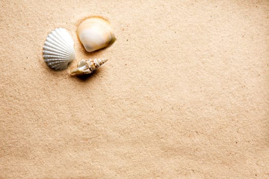 A shell on a background of golden warm sand