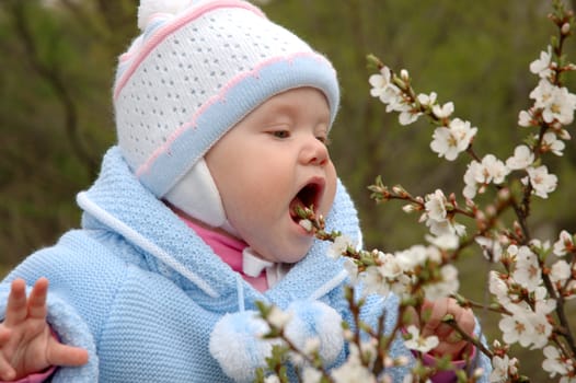 Pretty little girl play and eat cherry blossoms.