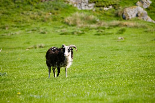 A sheep with horns grazing in the pasture.