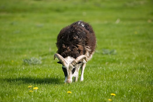 A sheep with horns grazing in the pasture.