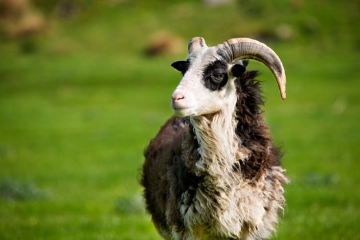 A mountain sheep ram with horns