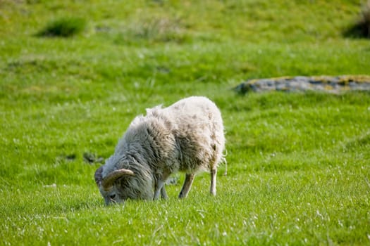 A sheep with horns grazing in the pasture.