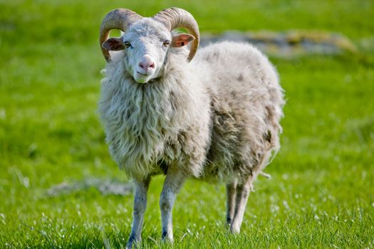 A sheep with horns grazing in the pasture.