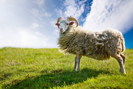 A sheep isolated against a sky