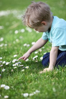 Little boy looking at the flowers in a meadow