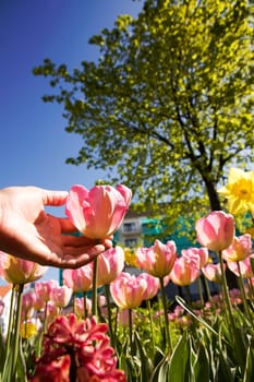 A hand picking a tulip from a flower garden