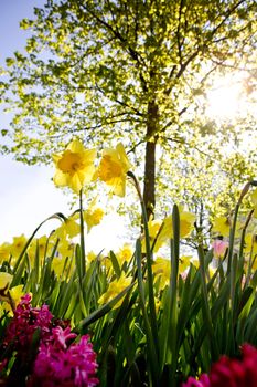 A Garden with daffodils and a tree