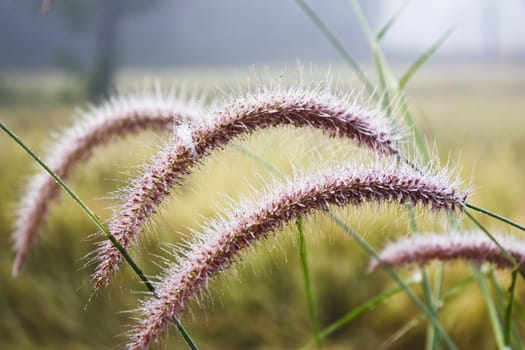 Beautiful grass on roadside