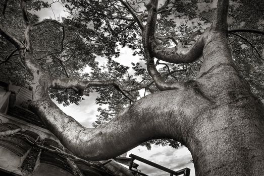 Strange big tree show the power of nature.