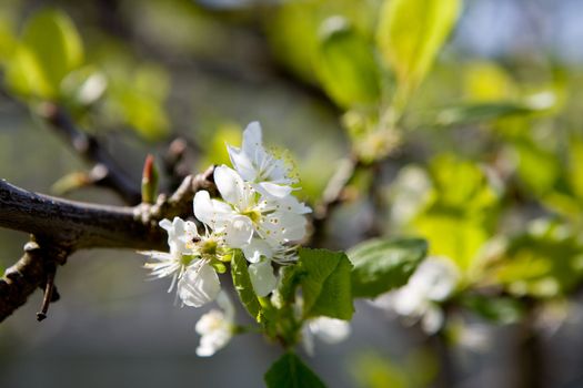 A blossom on a plum tree in spring