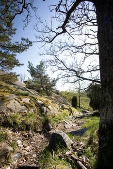 A norwegian landscape with rocks and small trees