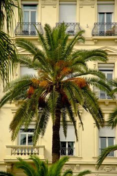 Neo-classical facade with palm trees in southern France.