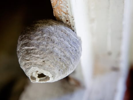 A macro of a small wasp nest