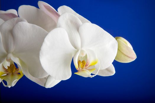 A white orchid over blue - Phalaenopsis Amabilis Moon Orchid