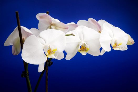 A white orchid over blue - Phalaenopsis Amabilis Moon Orchid