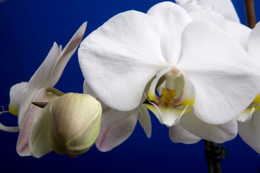 A close up of an orchid flower; Phalaenopsis Amabilis