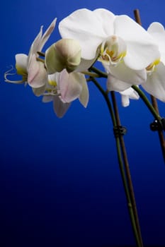 A white orchid flower on a blue background