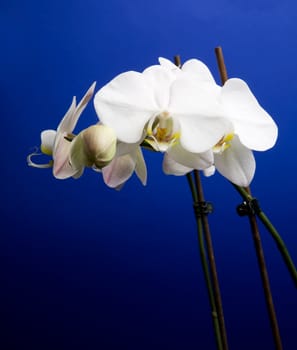 A white orchid over blue - Phalaenopsis Amabilis Moon Orchid
