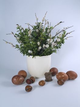 Twigs of willow with catkins on a solid background