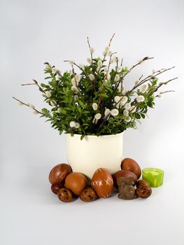 Twigs of willow with catkins on a solid background