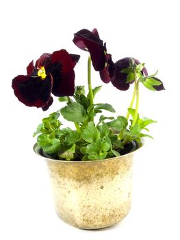 close-up pf beautiful maroon pansies isolated on a white background