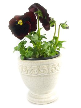 close-up pf beautiful maroon pansies isolated on a white background